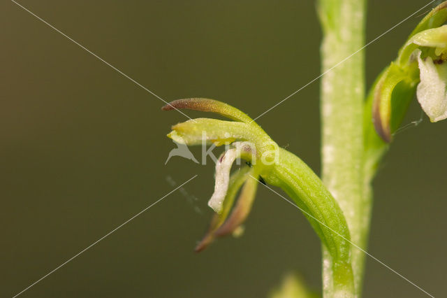 Koraalwortel (Corallorhiza trifida)