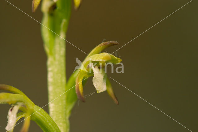 Koraalwortel (Corallorhiza trifida)