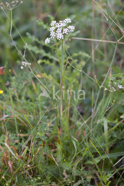 Kranskarwij (Carum verticillatum)