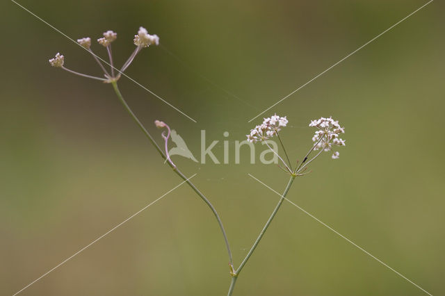 Kranskarwij (Carum verticillatum)