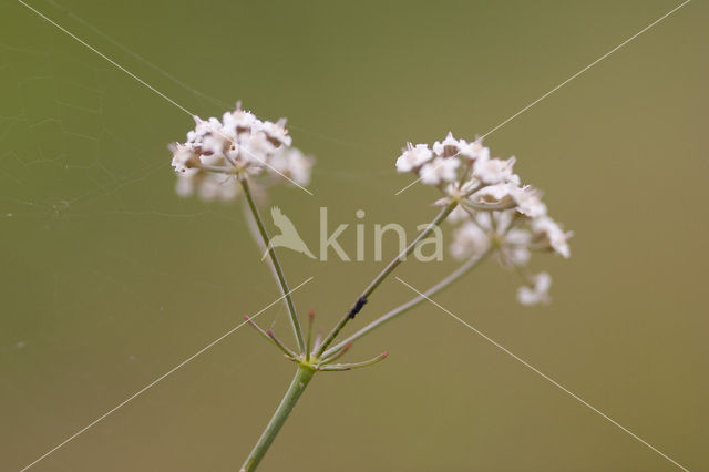 Kranskarwij (Carum verticillatum)