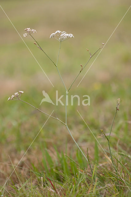 Kranskarwij (Carum verticillatum)