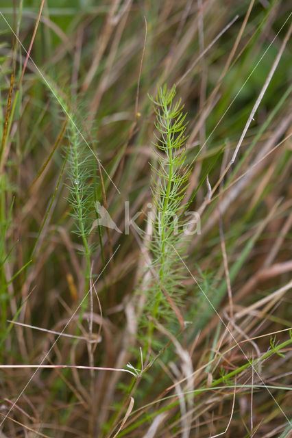 Kranskarwij (Carum verticillatum)