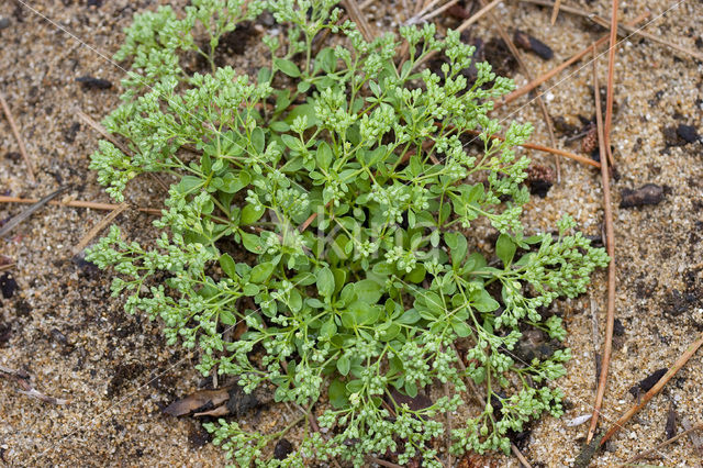 Kransmuur (Polycarpon tetraphyllum)