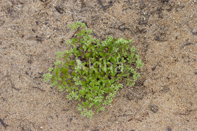 Kransmuur (Polycarpon tetraphyllum)