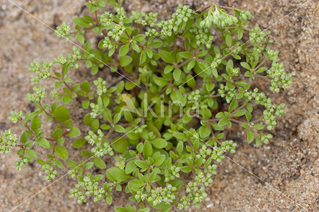 Kransmuur (Polycarpon tetraphyllum)