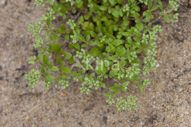 Kransmuur (Polycarpon tetraphyllum)