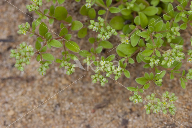 Kransmuur (Polycarpon tetraphyllum)