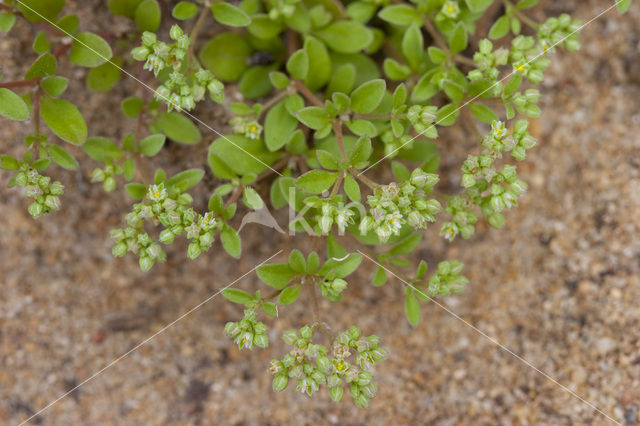 Kransmuur (Polycarpon tetraphyllum)