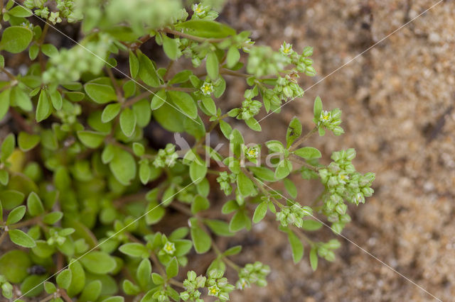 Kransmuur (Polycarpon tetraphyllum)