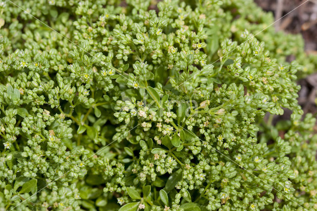 Kransmuur (Polycarpon tetraphyllum)