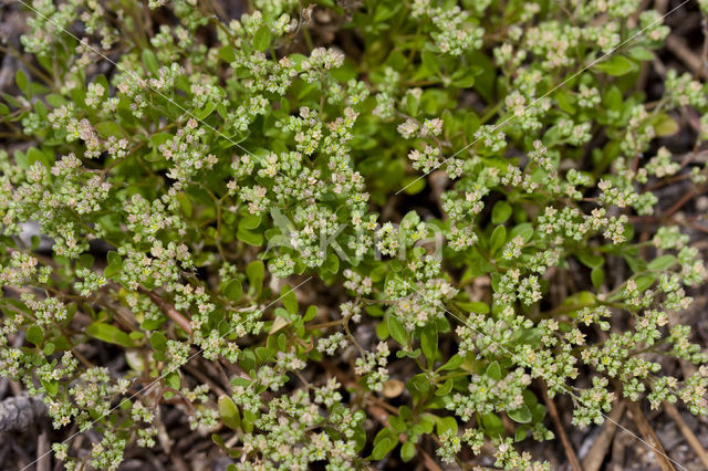 Kransmuur (Polycarpon tetraphyllum)