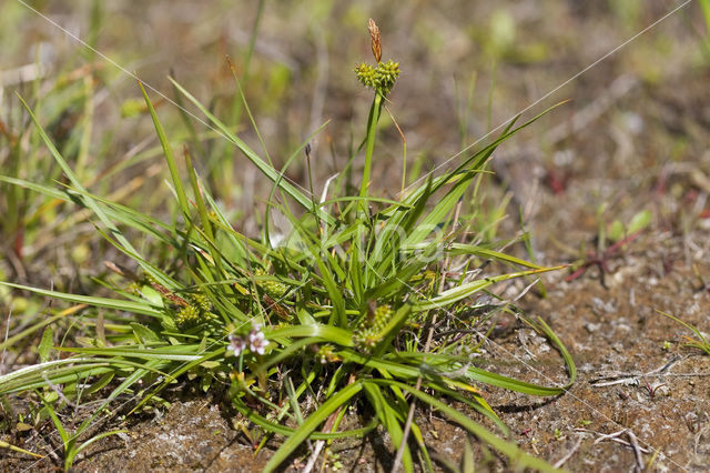 Kwelderzegge (Carex extensa)