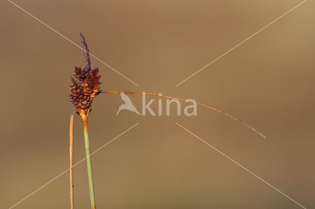 Kwelderzegge (Carex extensa)