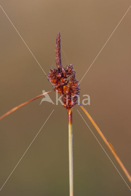 Kwelderzegge (Carex extensa)