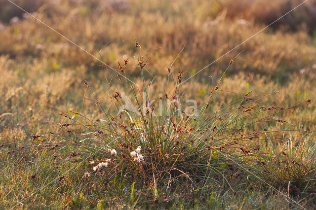 Kwelderzegge (Carex extensa)