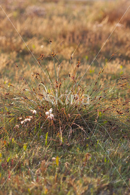 Kwelderzegge (Carex extensa)