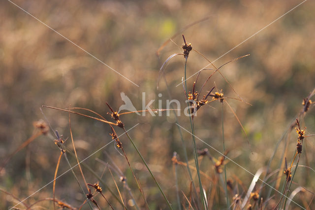 Kwelderzegge (Carex extensa)