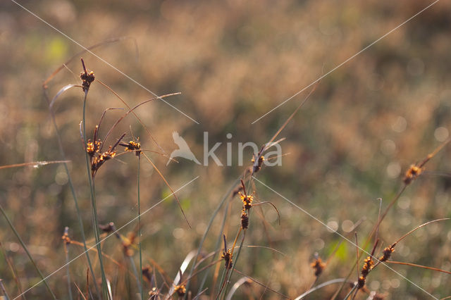 Kwelderzegge (Carex extensa)