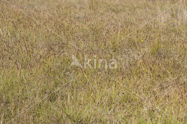 Kwelderzegge (Carex extensa)