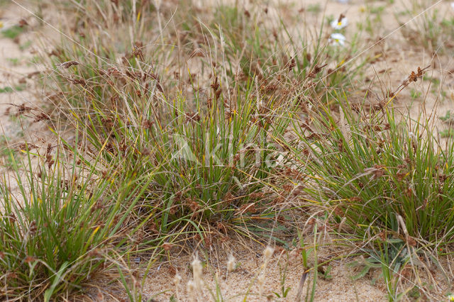 Kwelderzegge (Carex extensa)