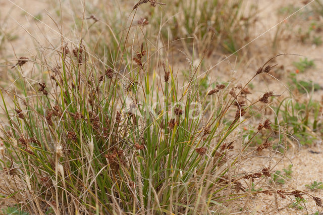 Kwelderzegge (Carex extensa)