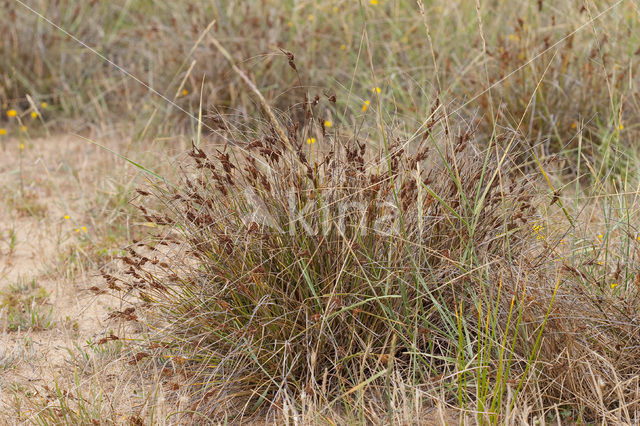 Kwelderzegge (Carex extensa)