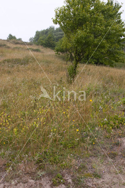 Liggend bergvlas (Thesium humifusum)