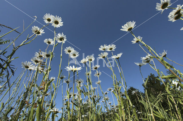 Margriet (Leucanthemum hybride)