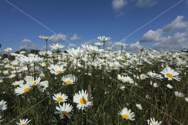 Margriet (Leucanthemum hybride)