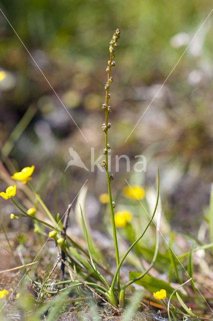 Moeraszoutgras (Triglochin palustris)