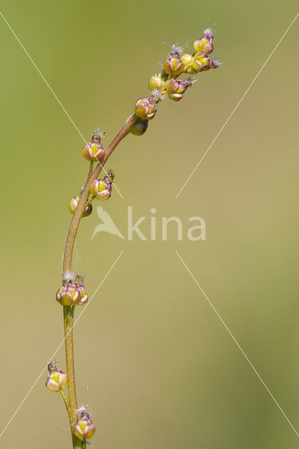 Moeraszoutgras (Triglochin palustris)