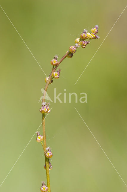 Moeraszoutgras (Triglochin palustris)