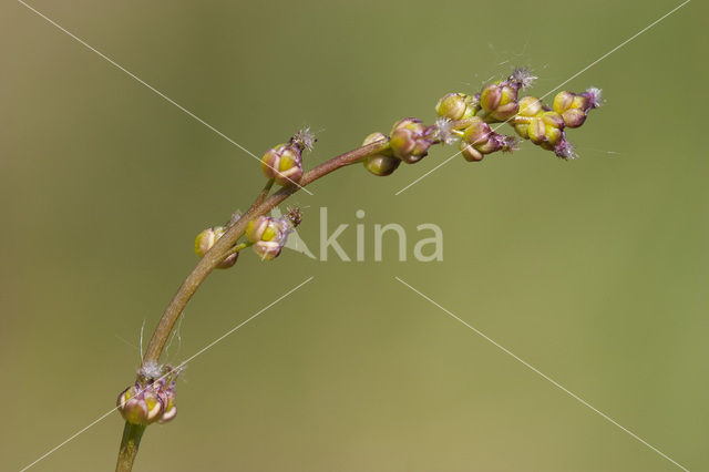 Moeraszoutgras (Triglochin palustris)