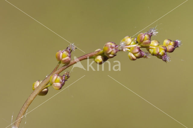 Moeraszoutgras (Triglochin palustris)