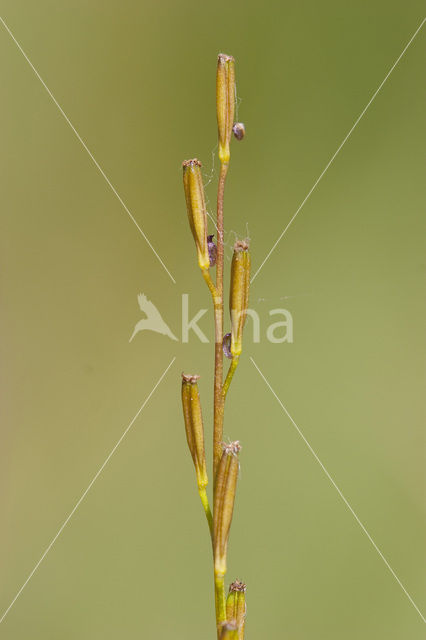 Moeraszoutgras (Triglochin palustris)