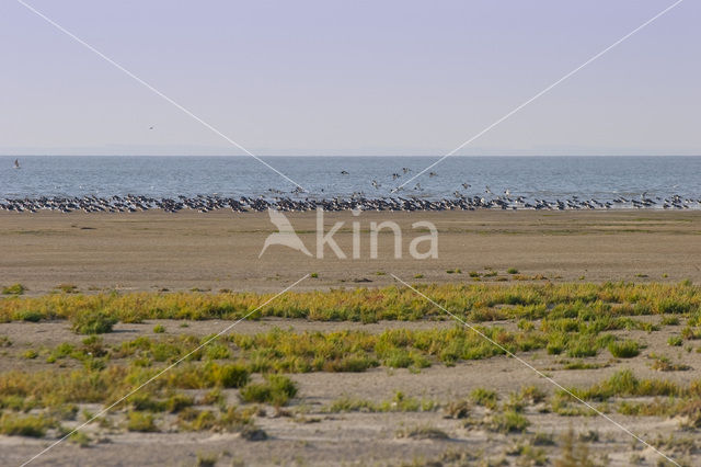 Nationaal park Schiermonnikoog