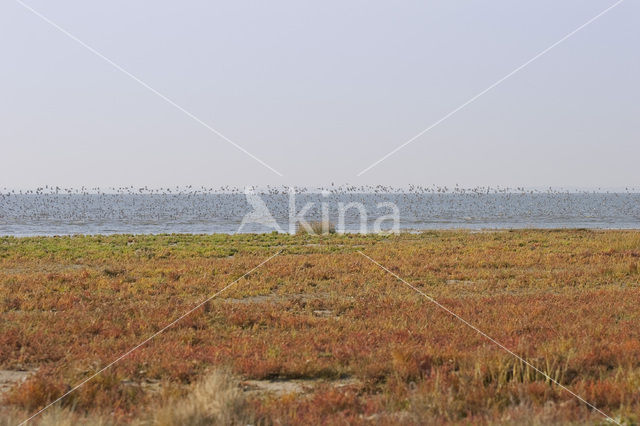 Nationaal park Schiermonnikoog