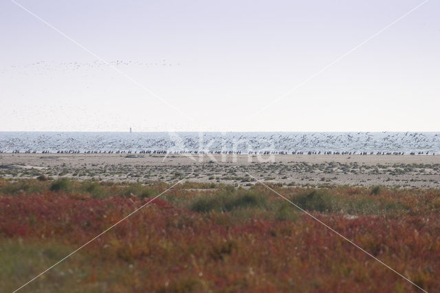 Nationaal park Schiermonnikoog