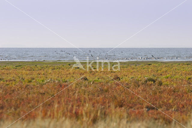 Nationaal park Schiermonnikoog