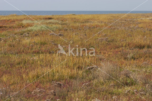 Nationaal park Schiermonnikoog