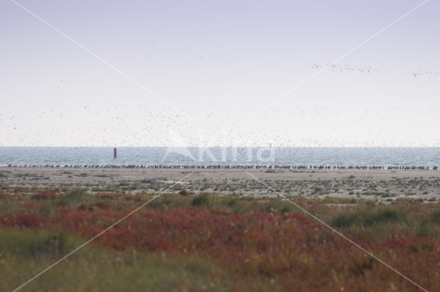 Nationaal park Schiermonnikoog