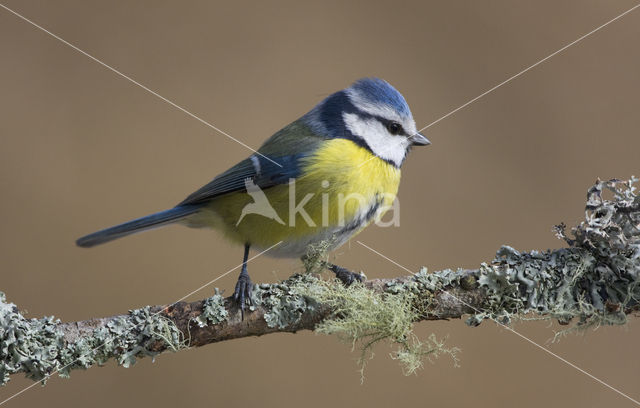 Pimpelmees (Parus caeruleus)