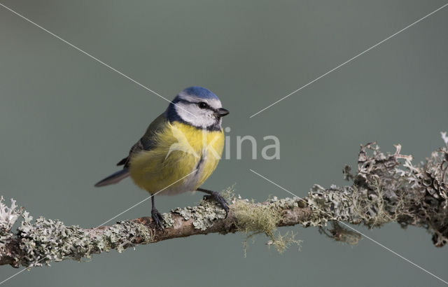 Pimpelmees (Parus caeruleus)