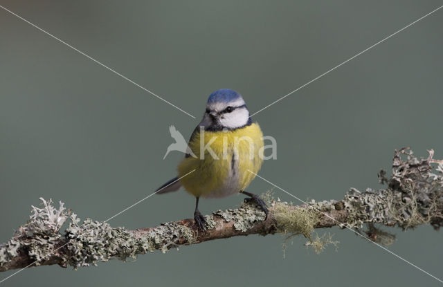 Pimpelmees (Parus caeruleus)