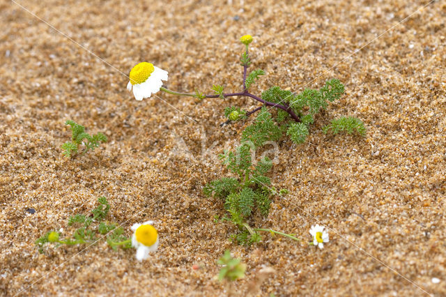 Reukloze kamille (Tripleurospermum maritimum)