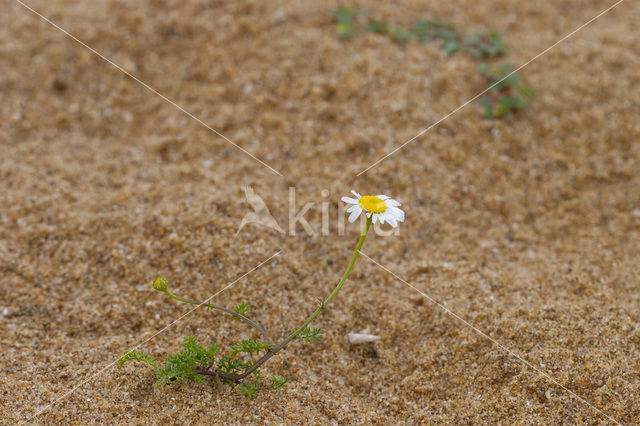 Reukloze kamille (Tripleurospermum maritimum)