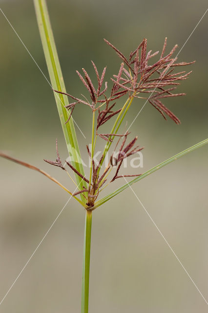 Rood Cypergras