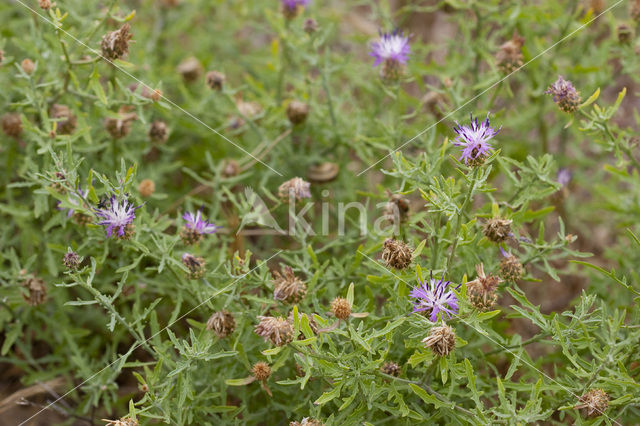 rough star-thistle (Centaurea aspera)