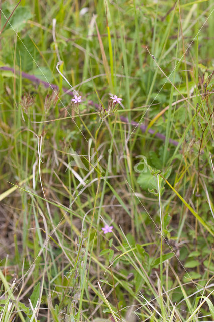 Deptford Pink (Dianthus armeria)